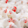 5 Chickens