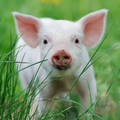 Piglet